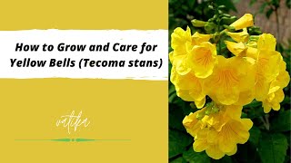 How to Grow and Care for Yellow Bells Tecoma stans [upl. by Dorcus]