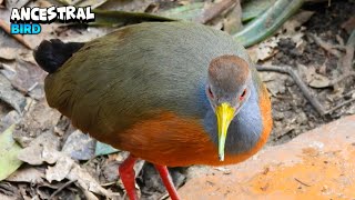 Delightful GreyCowled Wood Rail [upl. by Aihsilef]