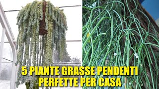 5 Piante Grasse Pendenti Perfette per la Casa [upl. by Vasili]