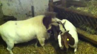 Making of Little boergoats burenziegen [upl. by Noned]