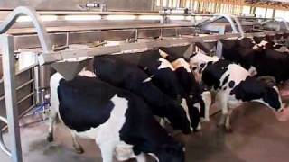 DeLaval EnDurance™ Herringbone Parlour  Canada  DeLaval Automated Milking Solutions  DeLaval [upl. by Field]