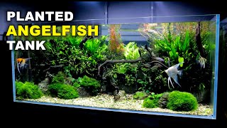 Aquascape Tutorial Non co2 4ft Angelfish Aquarium How To Full Step By Step Guide Planted Tank [upl. by Amie891]