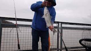 eckley pier striper fishing Crockett CA [upl. by Stillmann685]