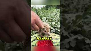 A hedgehog turned the farm into its second home 🦔❤️sorts [upl. by Aniloj]