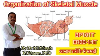 Skeletal Muscle  Organization of Skeletal Muscle  Human Anatomy amp Physiology  BP101T amp ER2014T [upl. by Yelahc153]