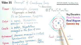 Cruciferae Family  Brassicaceae Family  Floral Formula and Floral Diagram of Cruciferae Family [upl. by Adlen]