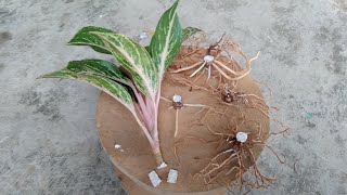 Extreme Aglaonema Propagation With Update [upl. by Orlantha]