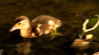 Cute Duckling of the Mandarin Duck [upl. by Gierc]