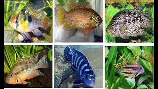 10 Most Popular Freshwater Cichlid Fish [upl. by Regazzi]