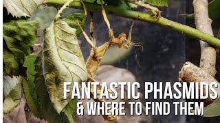 Phantastic Phasmids and Where to Find Them [upl. by Reffinej655]