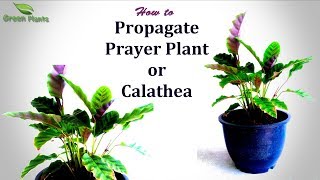 Prayer plant Propagation  How to Propagate Calathea plantGREEN PLANTS [upl. by Lleira]