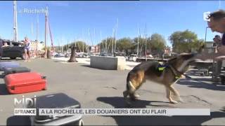 Animaux  lécole des chiens douaniers de La Rochelle [upl. by Cope]