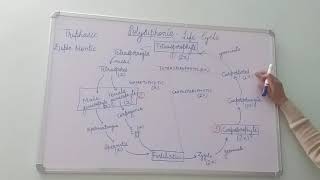 Polysiphonia Life Cycle BSc Part I Dr Vinod Kumari [upl. by Gamages852]