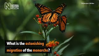 Meet the migrating monarchs  Natural History Museum [upl. by Harrison]