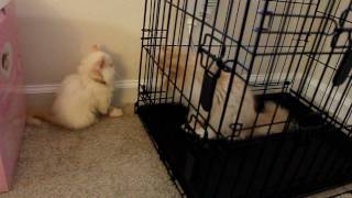 Teacup Himalayan kitten Marie postop 手術後の子貓 [upl. by Aronel]