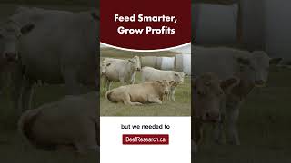 Feed smarter with CowBytes rationbalancing software CowBytes cattlefeeding beefcattle [upl. by Nennek]