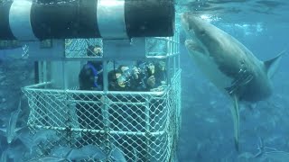 Great White Shark Cage Diving  Bluff New Zealand [upl. by Hirasuna494]