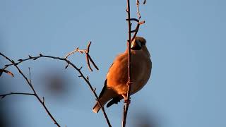 Костогриз  Coccothraustes coccothraustes [upl. by Ed]