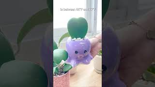 Hoya Kerrii Heart quick care tips 💟 succulentsbox succulents cactus succulentcare shorts [upl. by Vladimir434]