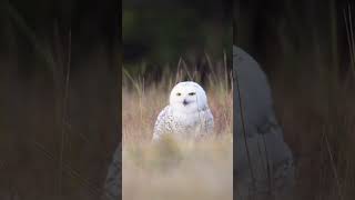 White Owl Grooves into Spooky Season 🦉🎃 shorts nature relax [upl. by Eolcin]