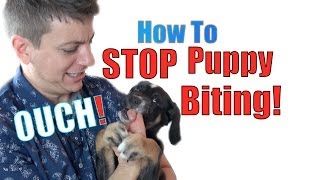 How to Train a Puppy NOT to BITE [upl. by Valorie153]