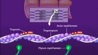 action potentials and muscle contraction [upl. by Stevena813]