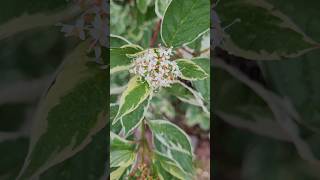 CORNUS alba Sibirica Variegata flowers [upl. by Dublin]