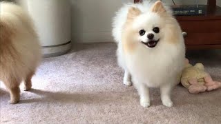 female pomeranian dog barking  pomeranian Puppies Barking [upl. by Aserehtairam]