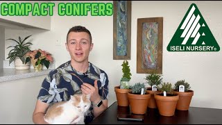 Unboxing Unique Compact Conifers from Iseli Nursery  Joshuas Garden [upl. by Ecurb]