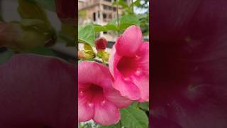 Allamanda plant flowering homegarden flowers plants ytshort viralshorts trending bangla [upl. by Enowtna]