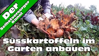 Süsskartoffeln im Garten anbauen [upl. by Santa176]