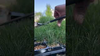 GROWING RTF Grass Plugs  Lateral Spreading Fescue [upl. by Katrina]