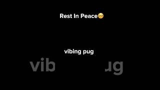 rip vibing pug [upl. by Onaivlis]