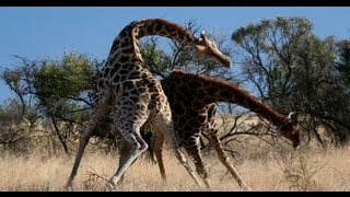 McDonalds Hits Africa fat giraffe [upl. by Herrmann]