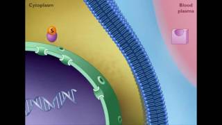 Mechanism of STEROID HORMONE action [upl. by Hinson354]