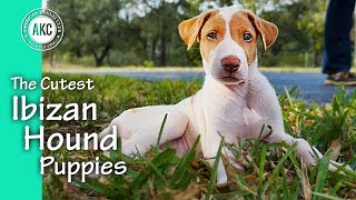 The Cutest Ibizan Hound Puppies [upl. by Phelips]