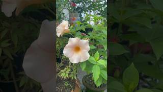 Allamanda Flower Plant Care Grow Stunning Yellow Blooms shorts youtubeshorts garden flowers [upl. by Ekyt52]