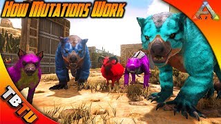 HOW MUTATIONS WORK IN ARK STACKING COLOR AND STAT MUTATIONS Ark Survival BREEDING Tutorial E1 [upl. by Lowery]