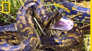 Ce serpent est le seul capable de tuer un impala [upl. by Zumstein]