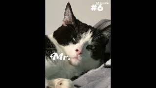 Top 10 goodie woobies foryou trending cat [upl. by Eshman]