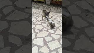 Pati saldırısı al sana al sana 😹 🐾Sıra sende 😼 [upl. by Mathilde]