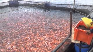 Cultivo Intensivo de Tilapia Roja en Jaula Flotante [upl. by Anailuy]