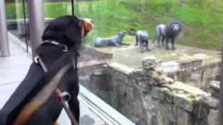 Alfie the Entlebucher Mountain Dog barks at the Lions at the Tower of London [upl. by Basso681]