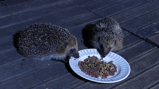 Comment nourrir et observer les hérissons de son jardin Hedgehogs on my garden [upl. by Eemaj]