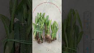 Dragon fruit plants are available Dr Asif [upl. by Lincoln]