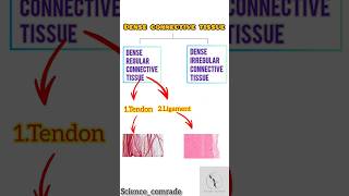 19 Dense connective tissue amp its type ligamentamptendonbiology upsc ssc neet ligament tendon [upl. by Akemaj]