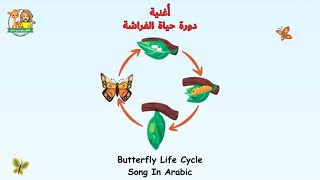 Butterfly Life Cycle Song In Arabic🥚🐛🦋🎵 reemsworld6141 دورة حياة الفراشة [upl. by Kylie]