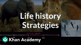 Organism life history and fecundity  Ecology  Khan Academy [upl. by Chun207]