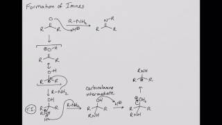 Formation of Imines [upl. by Proud]