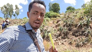 እንዴት ናችሁ ውድ ተመልካቾቼ ሰላም ከቦርከና ወንዝ ዳር ❤ [upl. by Ahseyd319]